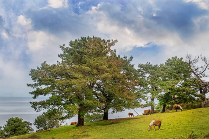 tranquilidad en el monte: foto en Hondarribia