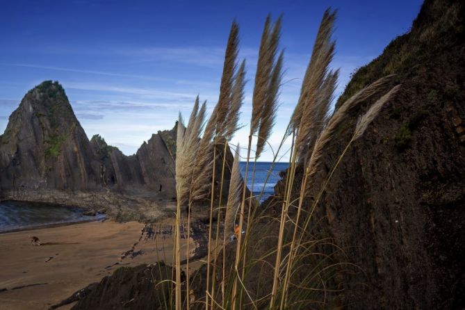 vegetación en la playa: foto en Mutriku