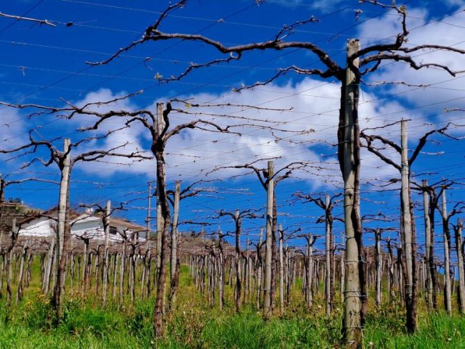 Viñedo I: foto en Orio