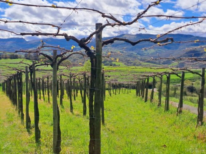 Viñedo II: foto en Orio