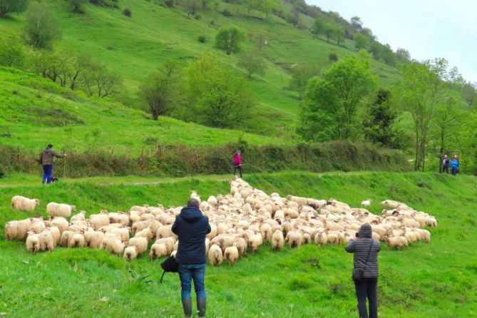 Vuelta a los pastos: foto en Amezketa