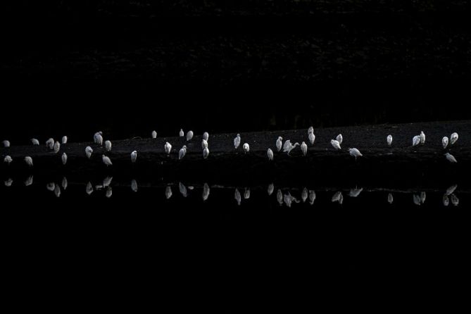 AVES: foto en Zumaia