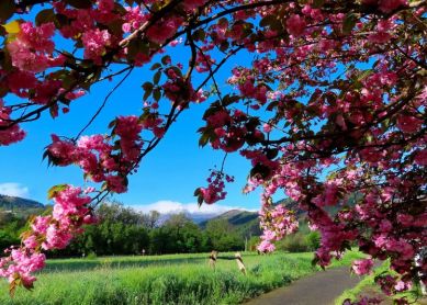 Camino a la primavera