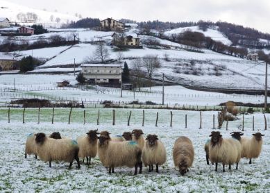 Cuando la ensalada viene con hielo