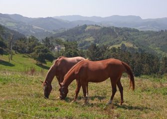 Elegantes caballos