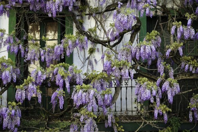 Fachada floreada: foto en Ordizia