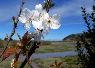 Flores de cerezo