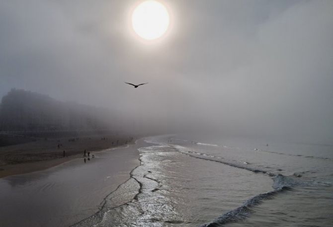 Gaviota: foto en Donostia-San Sebastián