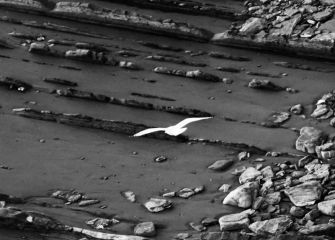 La gaviota y el flyshc