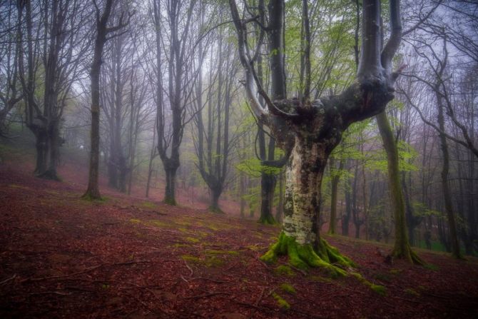 Iraolaneko pagadia: foto en Tolosa