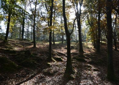 KONTRAARGIA - CONTRALUZ