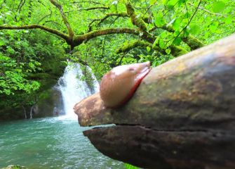 Limaco en Osinberde