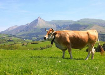 muuuuuuuuu.........