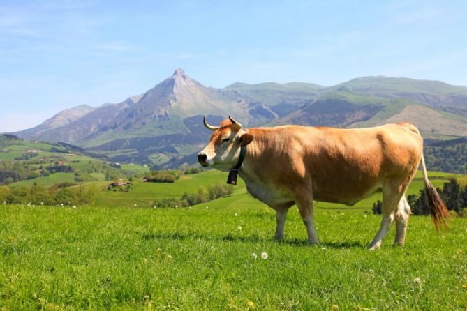 muuuuuuuuu.........: foto en Lazkao