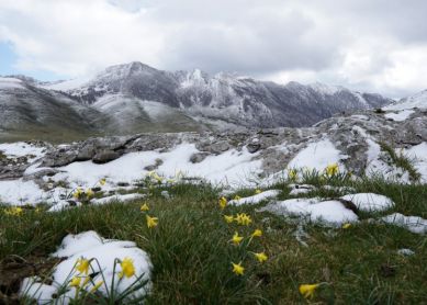 Narcisos en la nieve