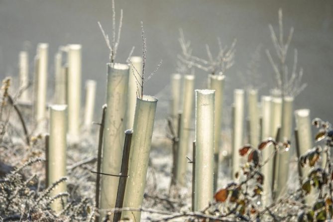 NUEVAS PLANTACIONES: foto en Soraluze-Placencia de las Armas