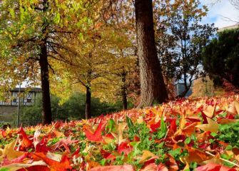 Otoño Beasaindarra