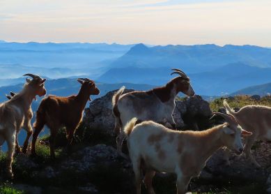 Panorama goierritarra