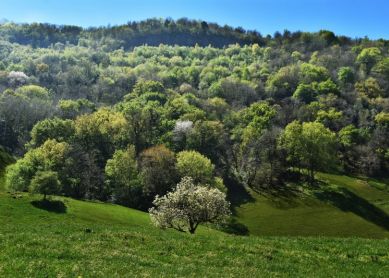 UDABERRIA - PRIMAVERA