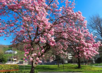 Anunciando la primavera