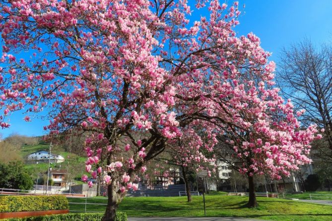 Anunciando la primavera