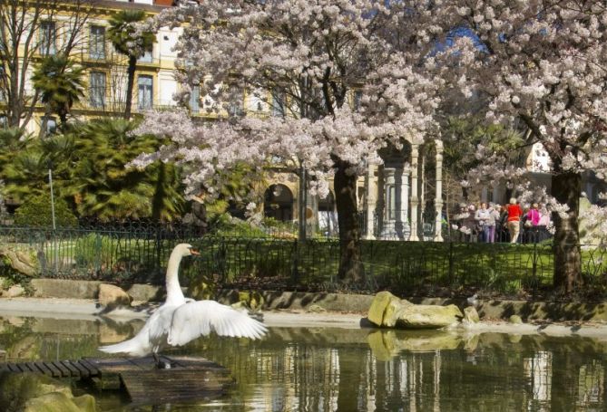 Cisne primaveral
