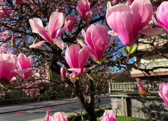Colores primaverales