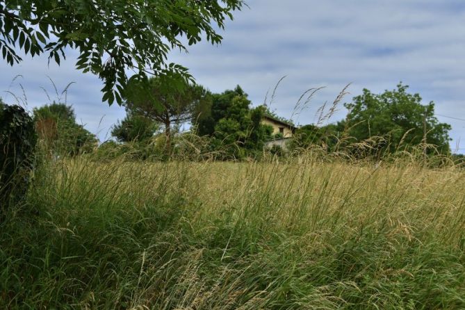 LANDAREDI-VEGETACION