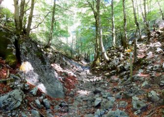 Nuestros bosques.