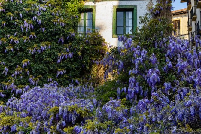 Primavera