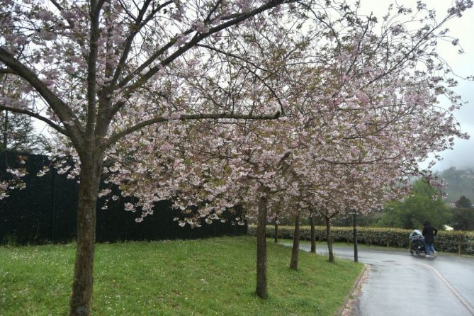 UDABERRIKO EURIA-LLUVIA PRIMAVERAL
